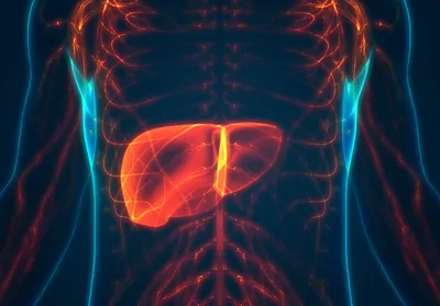 Liver glowing red underneath human torso